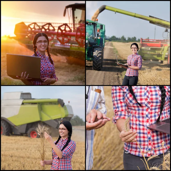 Barley harvesting collage — Stock Photo, Image