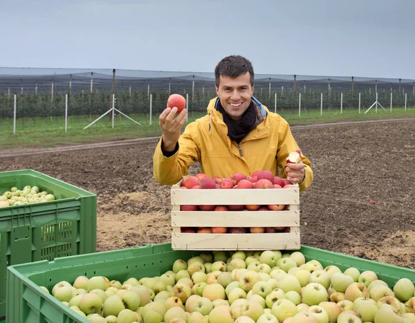 Agricultor con manzanas en cajas en huerto — Foto de Stock