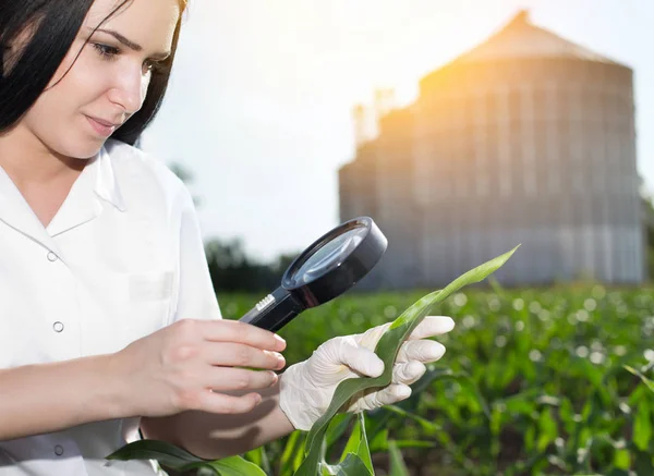 Agronomo in campo con silos alle spalle — Foto Stock