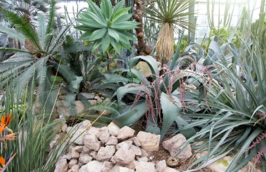 Yağmur ormanlarında Botanik Bahçesi