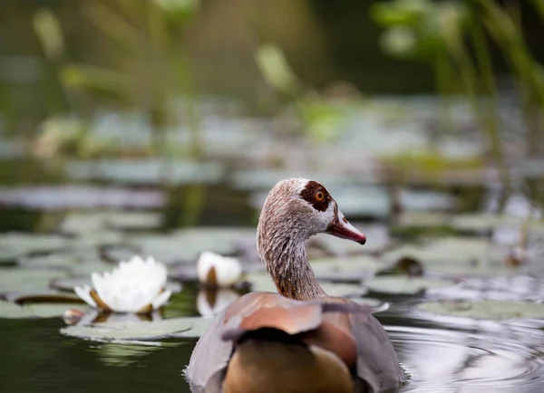 Egyptian goose in pond — Stock Photo, Image