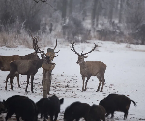 Wild animals feeding on snow — Stock Photo, Image