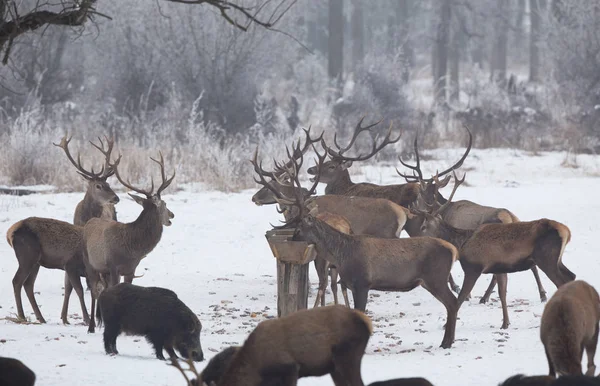 Wilde dieren voederen op sneeuw — Stockfoto
