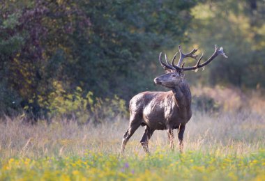Ormanda kırmızı geyik