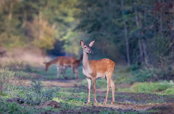 Hirschkuh im Wald — Stockfoto