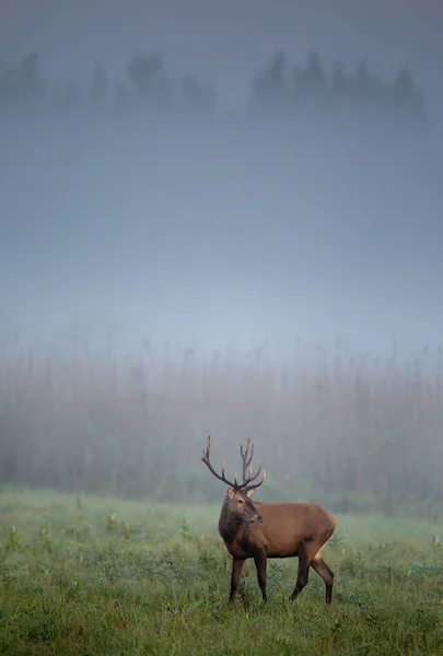 Cerf rouge le matin brumeux — Photo