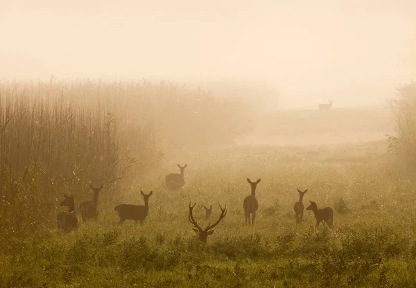 Красный олень с оленями — стоковое фото