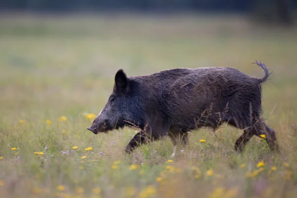 Wildschweine im Wald — Stockfoto