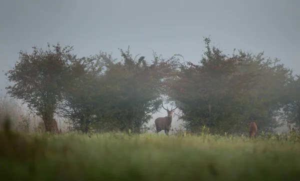 红鹿市上有雾的早晨 — 图库照片