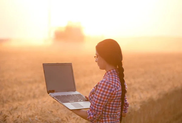 Vrouw met laptop bij de oogst van de tarwe — Stockfoto