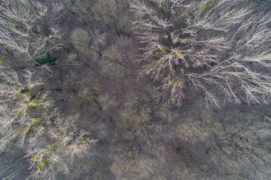 Drone yaprak döken orman