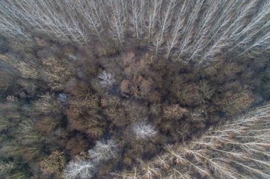 Drone yaprak döken orman