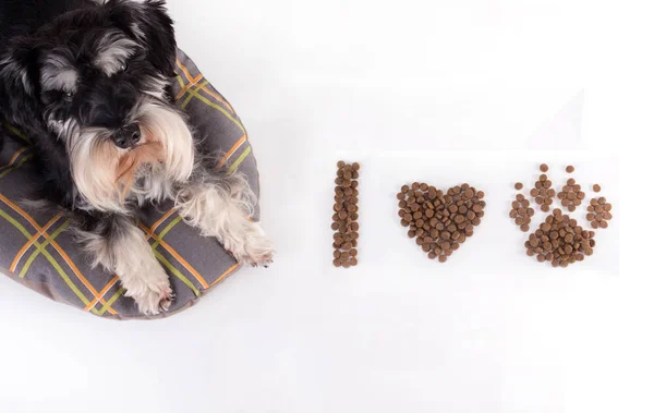 Pies z granulkami — Zdjęcie stockowe