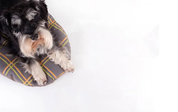 Cão deitado na almofada e olhando para cima — Fotografia de Stock