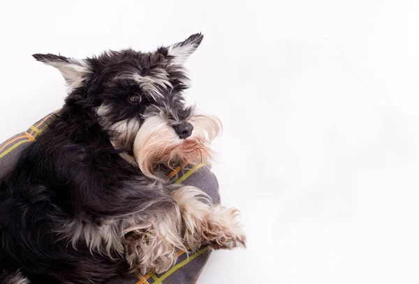 Hund liegt auf Kopfkissen und schaut auf — Stockfoto