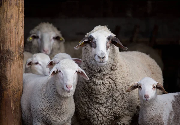 Sheep flock in barn — Stock Photo, Image