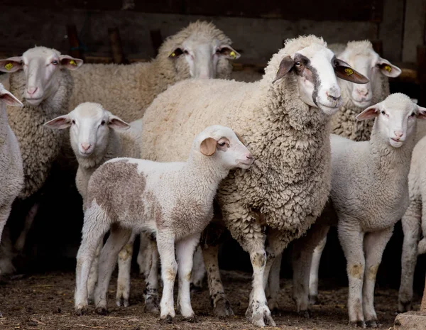 De kudde schapen op de boerderij — Stockfoto