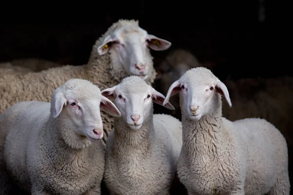 Corderos y ovejas en el establo —  Fotos de Stock