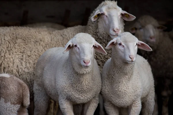 Cordeiros e ovelhas no celeiro — Fotografia de Stock