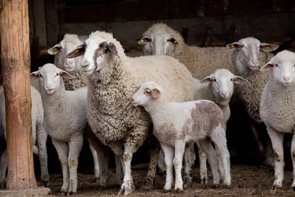 Sheep flock on farm — Stock Photo, Image