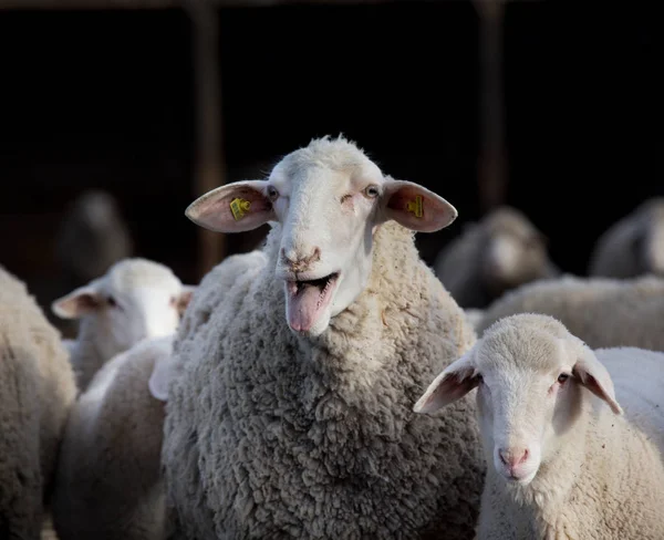 Troupeau de moutons dans la grange — Photo