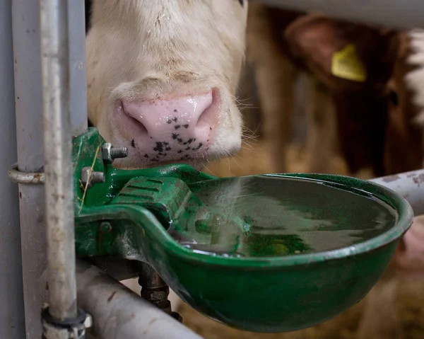 Cow with watering bowl — Stock Photo, Image