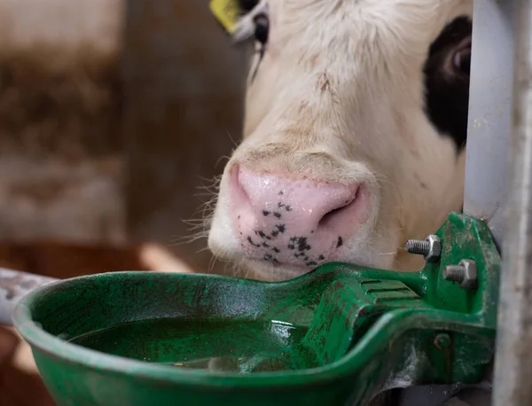 Cow with watering bowl — Stock Photo, Image