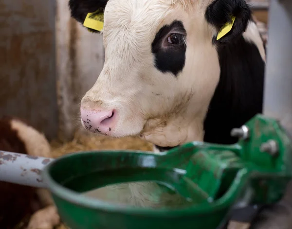 Cow with watering bowl — Stock Photo, Image