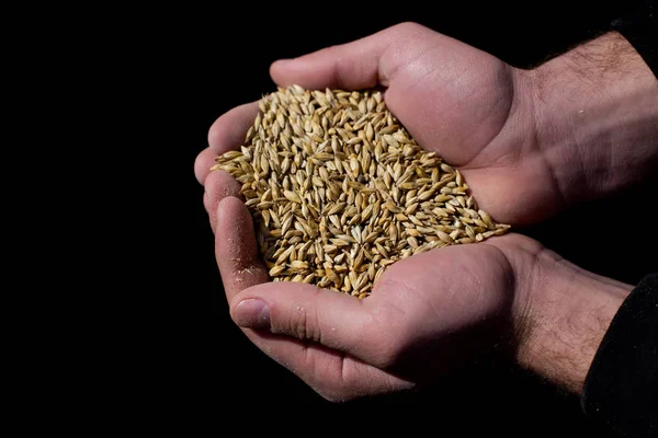 Barley grains in peasant's hands — Stock Photo, Image