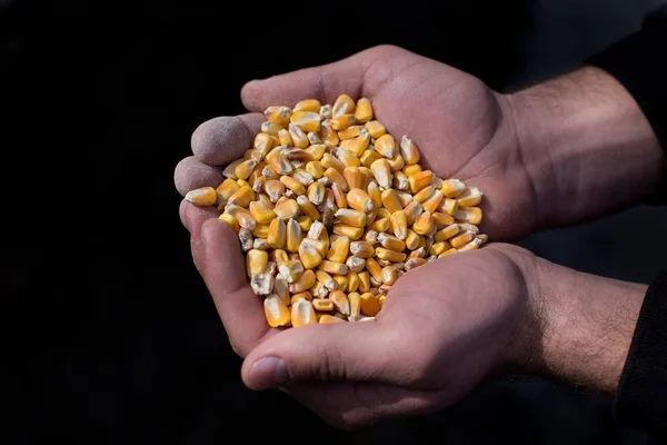 Granos de maíz en manos de campesinos — Foto de Stock