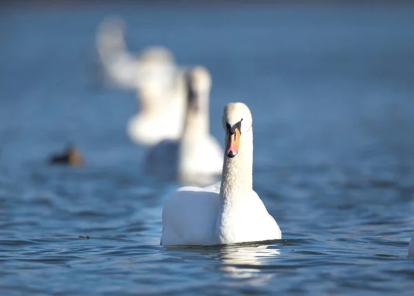 Белые лебеди в воде — стоковое фото