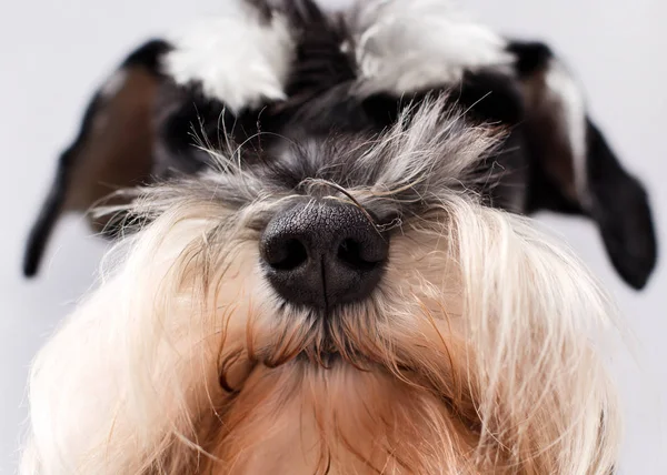 Gros plan du nez du chien — Photo