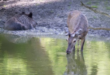 Red deer drinking water in forest clipart