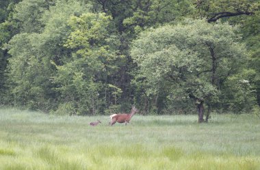 Hind çayır üzerinde yürüme buzağı ile