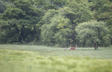 Hind çayır üzerinde yürüme buzağı ile