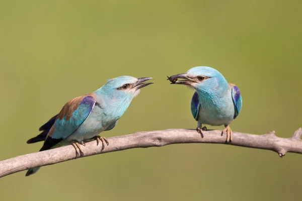 Male bird Breasted rollers feeding female — Stock Photo, Image