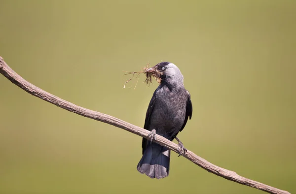 DAW πουλί με κλαδιά στο ράμφος — Φωτογραφία Αρχείου