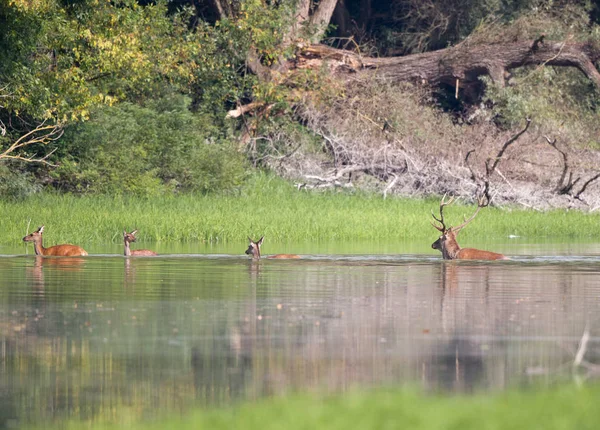 Cervo rosso a seguito di ostacoli — Foto Stock