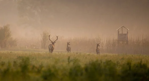 Red deer following hinds — Stock Photo, Image