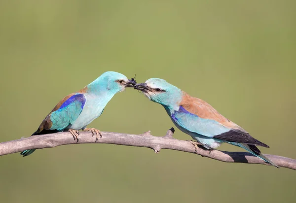 Male bird Breasted rollers feeding female — Stock Photo, Image