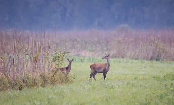 Hind e vitello in piedi in canna — Foto Stock