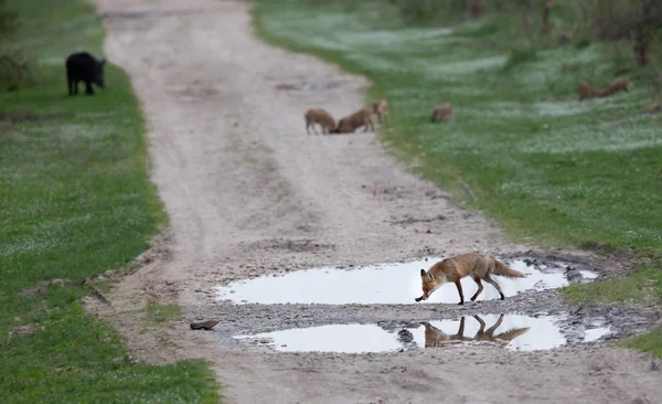 붉은 여우 및 숲에서 야생 멧돼지 — 스톡 사진