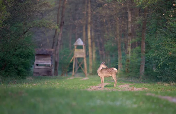 Łania stojący w lesie — Zdjęcie stockowe