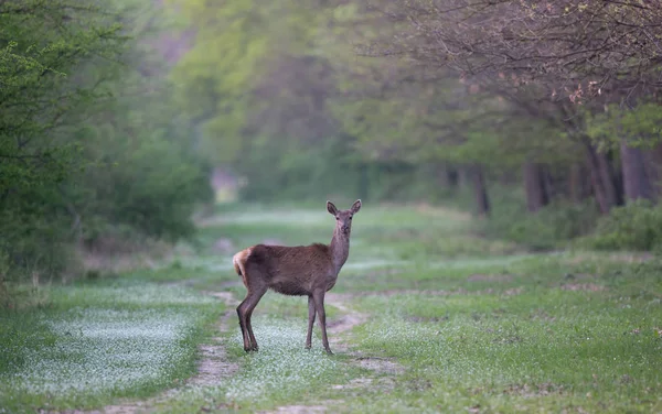 Hind de pé na floresta — Fotografia de Stock