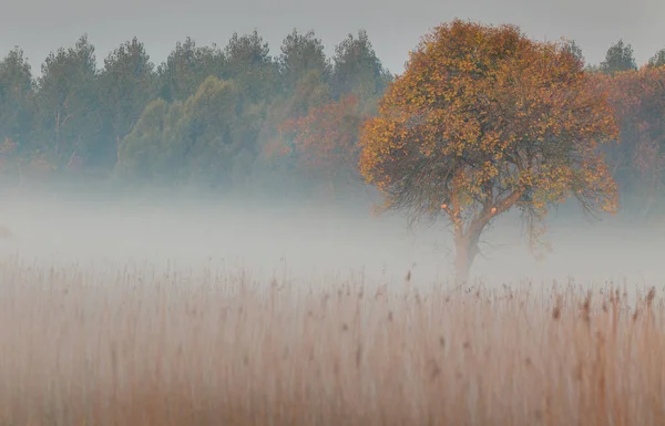 Landscape of foggy forest — Stock Photo, Image