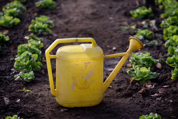 Kaleng air di kebun salad hijau — Stok Foto