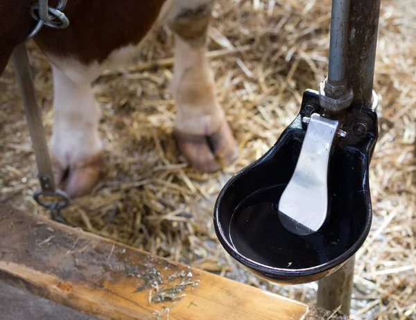 Automatic water bowl for cattle — Stock Photo, Image