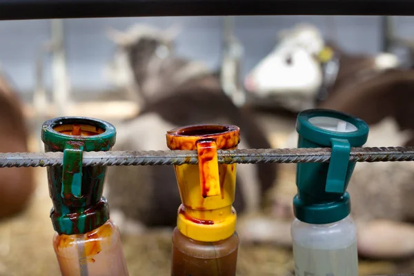 Botellas desinfectantes para ubre de vaca después del ordeño — Foto de Stock