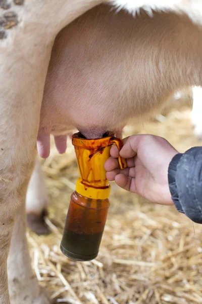 Care of cow's udder with iodine — Stock Photo, Image