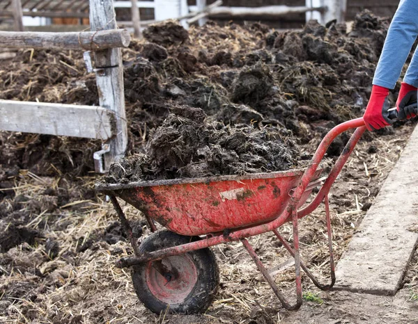 Wheelbarrow plin de gunoi de grajd natural — Fotografie, imagine de stoc